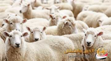 توقيت وقفة عرفات وأول أيام عيد الأضحى فلكيًا في مصر للعام الحالي