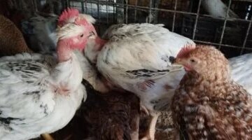 حالة من الاستقرار تسيطر على أسعار الدواجن والطيور داخل أسواق الإسماعيلية