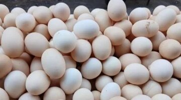 سعر طبق البيض الأبيض في أسواق القليوبية يبلغ 100 جنيه اليوم الأربعاء