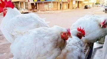 سعر كيلو الدواجن يسجل 84 جنيها في أسواق كفر الشيخ يوم الإثنين