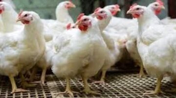 سعر كيلو الفراخ البيضاء في القليوبية يبلغ 83 جنيها يوم الأحد 12 – 4