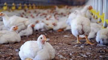 شعبة الدواجن توضح حقيقة استخدام الهرمونات وتكشف أسباب زيادة وزن الفراخ بمصر