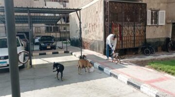 طرق تقديم بلاغات رسمية ضد الكلاب الضالة لحماية السكان من المخاطر المحتملة