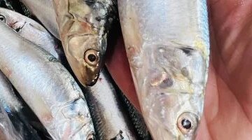 كم سجل سعر كيلو السمك البلطي في أسواق محافظة القليوبية اليوم؟