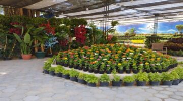 ماذا ينتظر زوار معرض زهور الربيع في الدقي خلال نسخة عام 2026؟