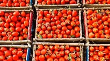 وصول سعر الطماطم إلى 25 جنيها ضمن أسعار الخضروات في كفر الشيخ الأربعاء