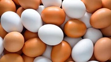 أسعار البيض في كفر الشيخ تتراجع إلى 80 جنيهاً لكرتونة البيض الأحد
