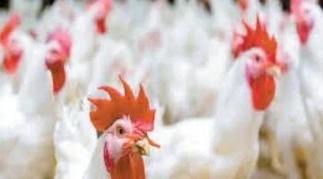أسعار الدواجن تسجل 80 جنيها للكيلو في أسواق محافظة مطروح اليوم