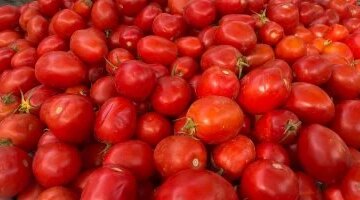 أسعار الطماطم تستقر عند 45 جنيها والبصل بـ10 جنيهات في أسواق سوهاج