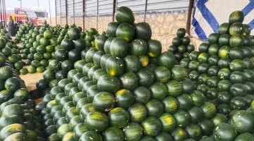 أسعار الفاكهة في الأقصر اليوم الأحد وتفاصيل بيع البطيخ بـ 25 جنيها