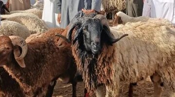 إقبال كبير على شراء الخروف البرقي في أسواق الإسكندرية قبل عيد الأضحى