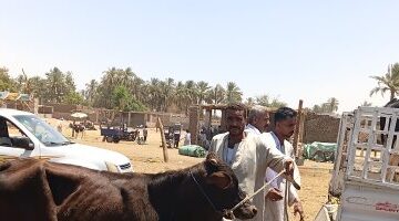 استقرار أسعار الأضاحي في سوق دراو بأسوان مع اقتراب عيد الأضحى المبارك