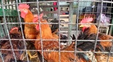 استقرار أسعار الدواجن والطيور في أسواق الإسماعيلية خلال تعاملات الخميس 7 مايو