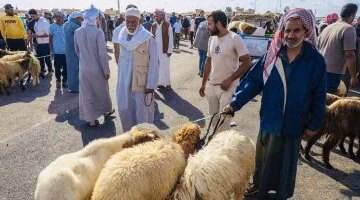 تباين أسعار الأضاحي في سوق الإثنين بالجورة بمدينة الشيخ زويد قبل عيد الأضحى