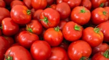 تراجع سعر كيلو الطماطم إلى 45 و50 جنيها في الأسواق المحلية