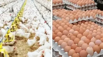 تراجع في أسعار الفراخ البيضاء وارتفاع تكلفة بيض المائدة اليوم الخميس 14 مايو