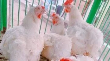 تطورات أسعار الدواجن داخل أسواق مطروح والبلدي يسجل 140 جنيها للكيلو