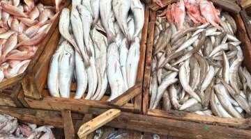 تغيرات أسعار الأسماك في مطروح وسعر المرجان يسجل 300 جنيه للأسواق