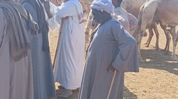 تغيرات في أسعار الأضاحي داخل سوق الجمال بأسوان قبل موسم العيد