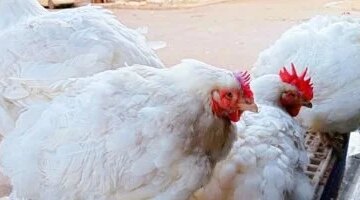 تغيرات في أسعار الفراخ البيضاء داخل أسواق محافظة المنوفية اليوم الجمعة