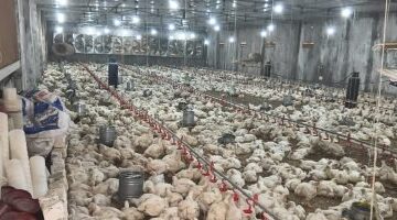 تقلبات بأسعار الدواجن واللحوم والأسماك في أسواق محافظة سوهاج اليوم