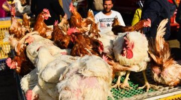 تقلبات ملحوظة في أسعار الدواجن واللحوم والأسماك داخل أسواق محافظة سوهاج