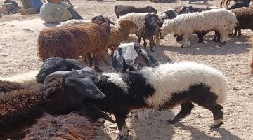 جولة في أسواق الأضاحي بأسوان ترصد حركة البيع والشراء قبل العيد