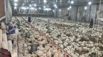 حالة من الاستقرار تسيطر على أسعار الدواجن في أسواق محافظة الأقصر اليوم الجمعة