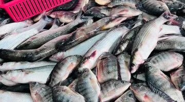 سعر البلطي يسجل 65 جنيها داخل أسواق الأسماك في محافظة كفر الشيخ