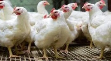 سعر كيلو الفراخ البيضاء يسجل 89 جنيها في أسواق كفر الشيخ الثلاثاء