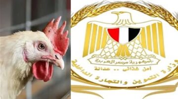 وزارة التموين تفحص عروض الدواجن منخفضة السعر وتكشف حقيقة الإعلانات المضللة للمستهلكين
