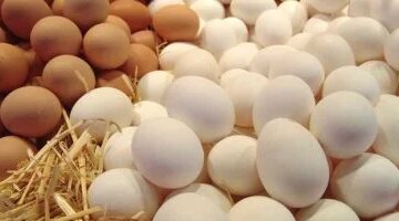 سعر طبق البيض الأبيض في القليوبية يبلغ 90 جنيها خلال تعاملات الثلاثاء