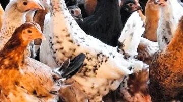 أسعار الدواجن في المنوفية تسجل 75 جنيهاً للكيلو خلال تعاملات يوم الثلاثاء
