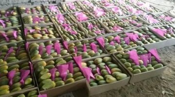 أسعار الفاكهة في أسواق الأقصر تبدأ من 40 جنيها لكيلو المانجو