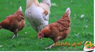 استقرار أسعار الدواجن في مصر مع فرص توفير على الكميات الكبيرة