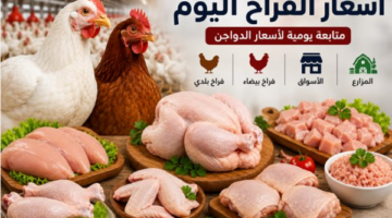 تباين أسعار الدواجن في الأسواق وتسجيل الشيش طاووق 343 جنيها للكيلو الواحد