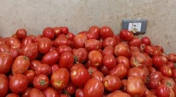 تراجع أسعار الخضراوات والفاكهة بالوادي الجديد وسط انخفاض سعر الطماطم إلى 20 جنيها