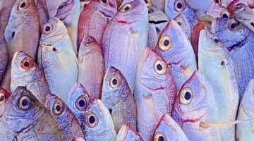 تغيرات أسعار الأسماك في أسواق مطروح وسعر سمك اللوت بـ 230 جنيها
