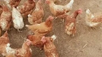 سعر كيلو الفراخ البيضاء في القليوبية يبلغ 68 جنيهاً يوم الجمعة 12-6