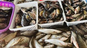 تراجع سعر البلطي إلى 60 جنيها بأسواق كفر الشيخ يوم الأحد الماضي