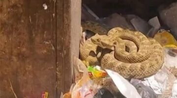 رئيس نجع حمادي يكشف حقيقة صور أفعى الصحراء بجوار صناديق القمامة