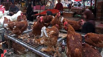 سعر كيلو الفراخ البيضاء في أسواق محافظة الأقصر يلامس 79 جنيها اليوم