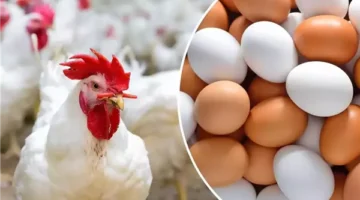 نقيب الفلاحين يؤكد وصول مصر للاكتفاء الذاتي من البيض والدواجن محليًا