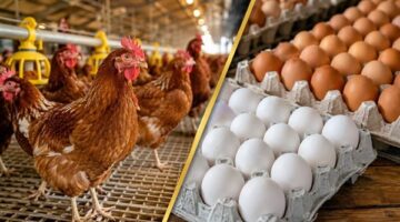 ارتفاع أسعار الدواجن الساسو في مصر بالتزامن مع اقتراب عودة المدارس للطلاب