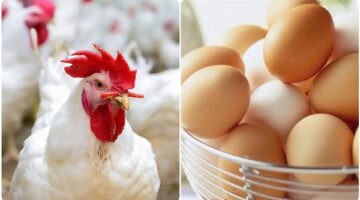 انخفاض جديد في أسعار الفراخ البيضاء والبلدي داخل الأسواق والمزارع اليوم