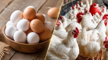 تراجع أسعار الفراخ والبيض في الأسواق المحلية يوم السبت الأول من أغسطس